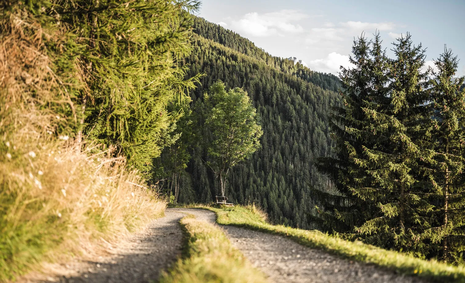 Winding gravel road through green meadows and coniferous forests on a sunny day in Funes-Luson