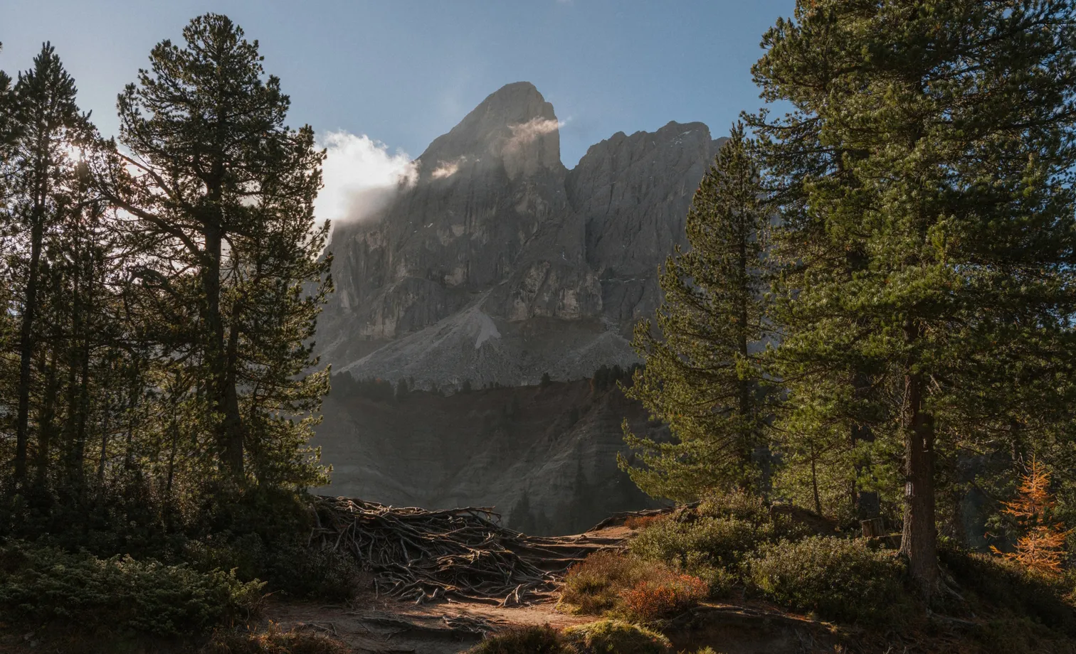 View through Swiss stone pines to Peitlerkofel peak in Puez-Geisler Nature Park in morning light