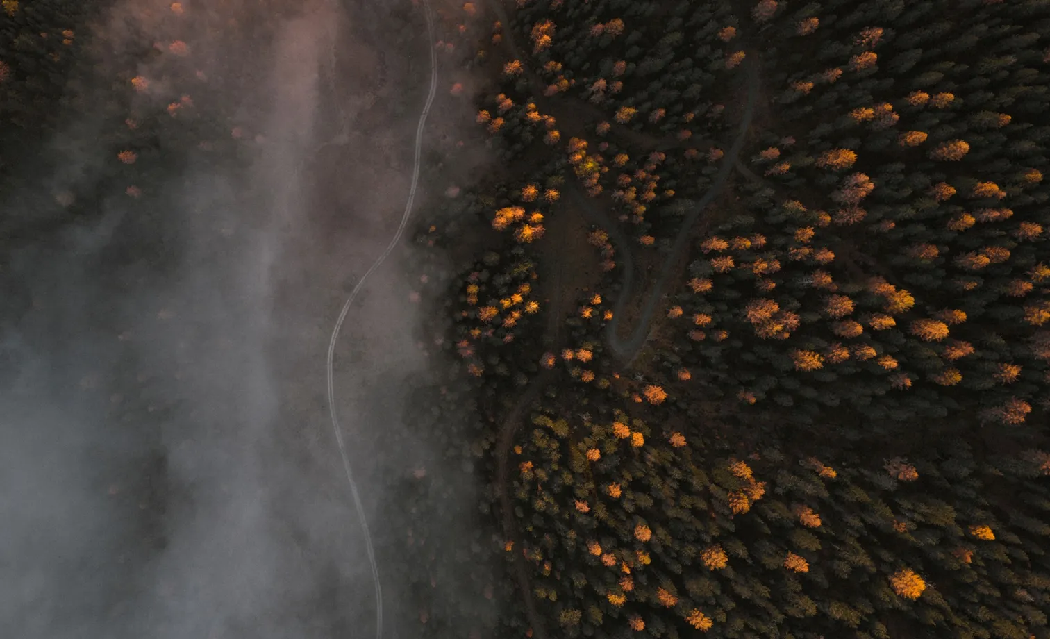 Drone shot of an autumnal mixed forest in Villnöß with fog banks moving over forest path and colorful deciduous trees