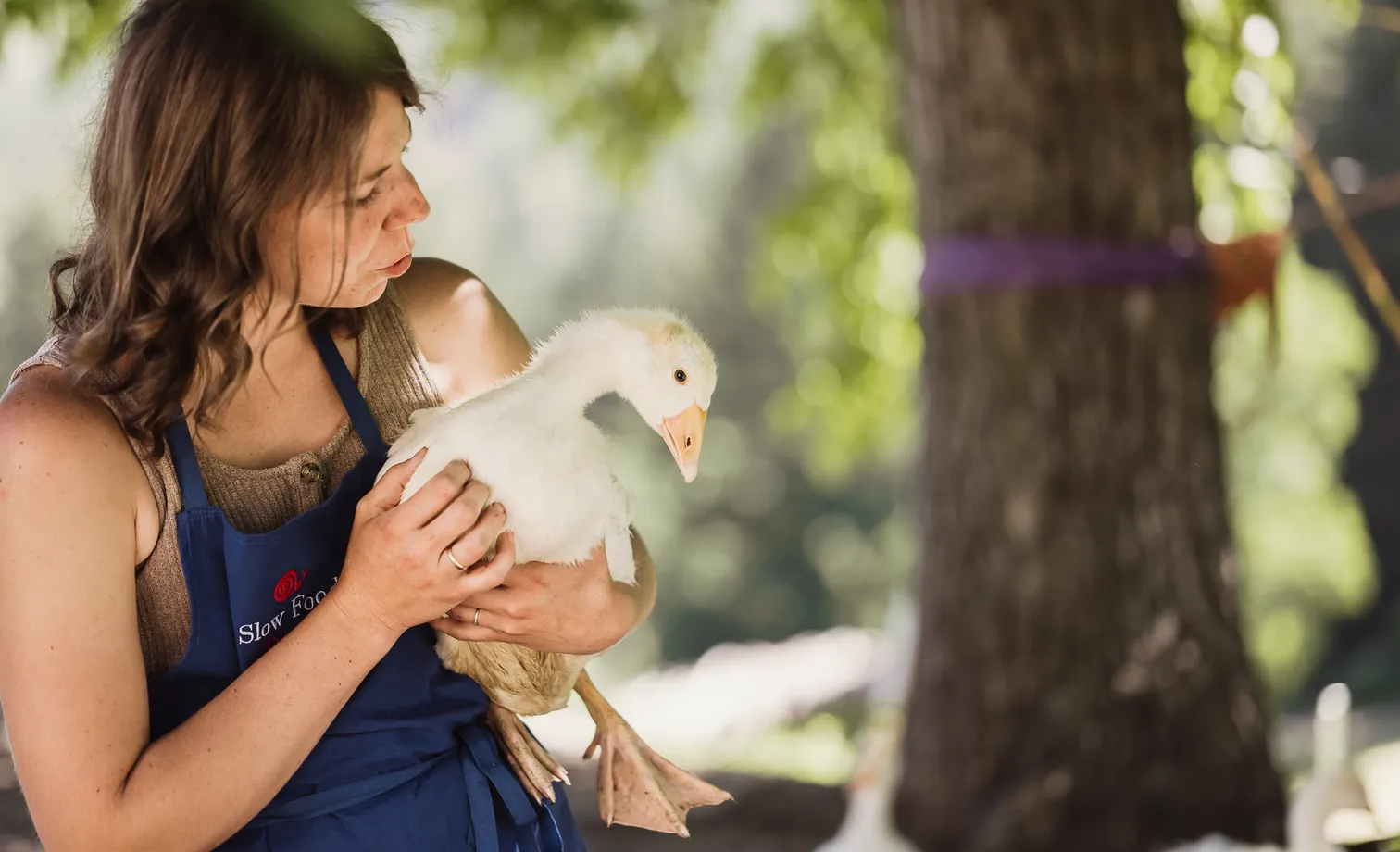 Farmer woman with blue Slow Food apron gently holds a young white goose in her hands