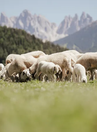 Villnöß spectacled sheep graze on lush alpine meadow with the distinctive Geisler peaks of the Dolomites in the background, South Tyrol