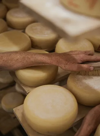 Artisan cheese care in the aging cellar – cheesemaker brushes mountain cheese wheel on wooden board in South Tyrolean dairy near Villnöß
