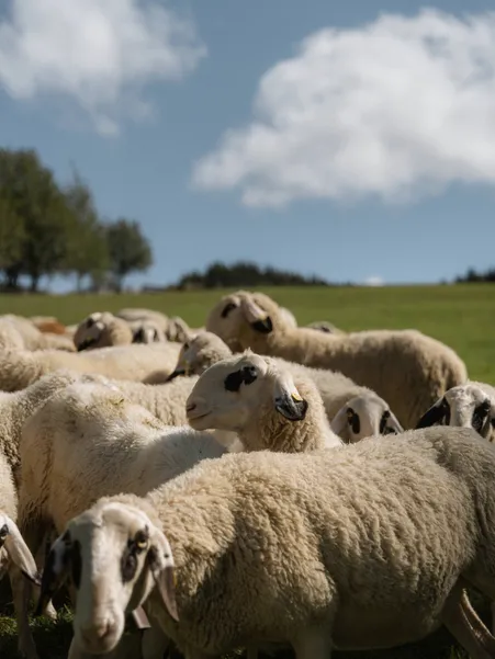 Herd of Villnöß spectacled sheep with typical dark eye markings on sunny alpine meadow in summer