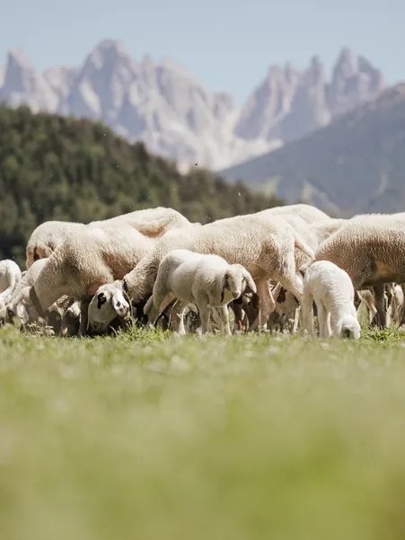 Villnöß spectacled sheep on pasture with characteristic dark facial markings in front of Dolomite panorama