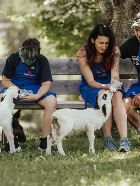 Family with Slow Food aprons feeds two white lambs with bottles on wooden bench in Villnöß