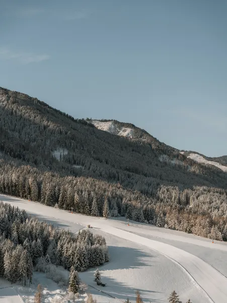 Groomed ski slope winds through snow-covered coniferous forest near Luson on a sunny winter morning with blue sky