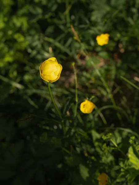 Yellow globeflowers in close-up on lush green mountain meadow in Puez-Geisler Nature Park near Villnöß