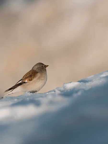 Snow sparrow sits on snowy ridge in high mountains of the Geisler group with blurred rock background